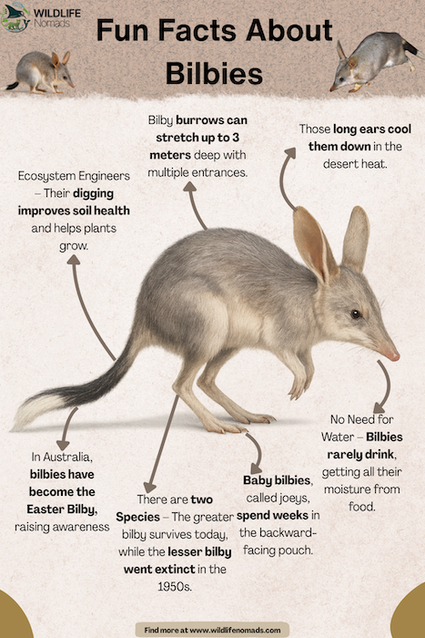 Fun-Facts-About-Bilbies.webp