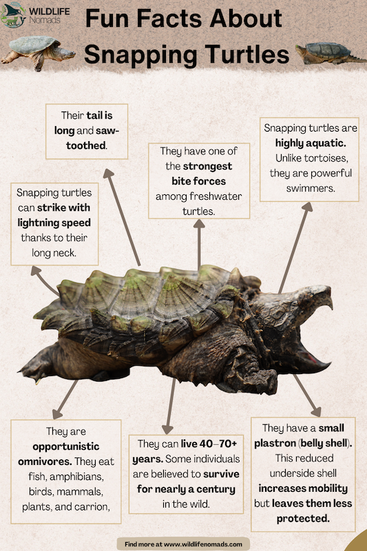Fun-Facts-About-Snapping-Turtles-by-wildlife-nomads.webp an alligator snapping turtle in the centre and facts around it