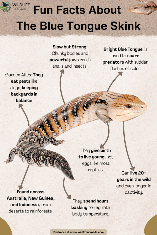 Fun-Facts-About-The-Blue-Tongue-Skink-infographic.webp Infographic showing fun facts about the blue tongue lizard