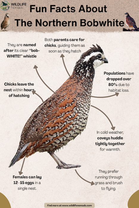 Fun-Facts-About-The-Northern-Bobwhite-infographic.webp Northern Bobwhite infographic mentioning facts