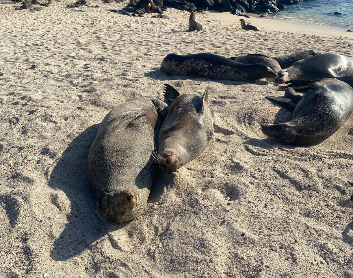 Galapagos-sea-lion-on-the-beach.webp Group of Galapagos sea lions on the beach