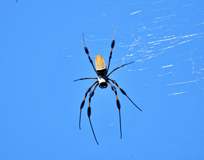 Golden-Orb-Weaver-Trichonephila-clavipes.webp Golden Orb Weaver (Trichonephila clavipes) in its net