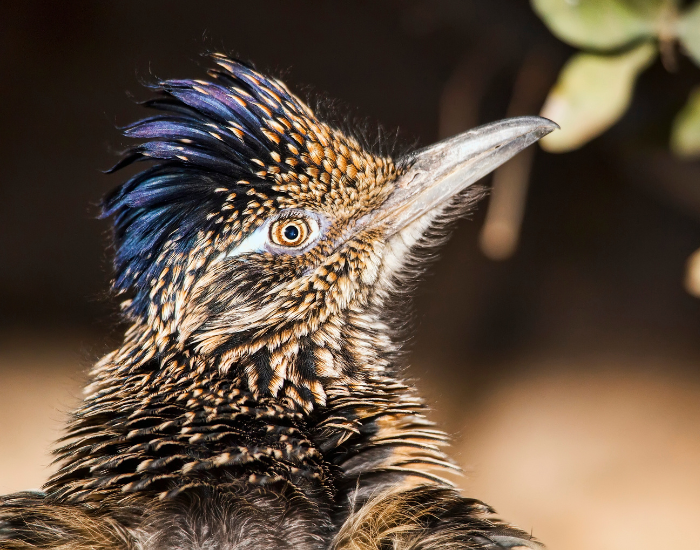 Greater-Roadrunner-Geococcyx-californianus.webp close up of the head of a road runner