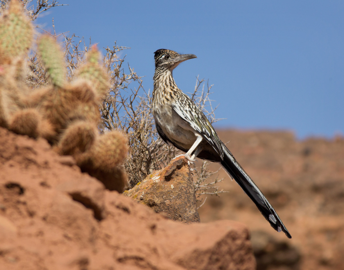 Greater-Roadrunner-desert.webp roadrunner searches for lunch in the desert