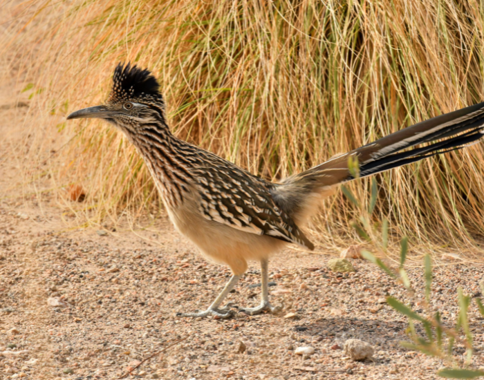 Greater-Roadrunner-eating-2.webp ROAD RUNNER IN THE WILD ON THE GROUND
