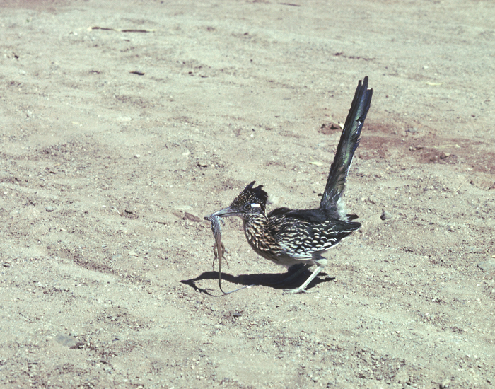 Greater-Roadrunner-eating.webp road runner eating