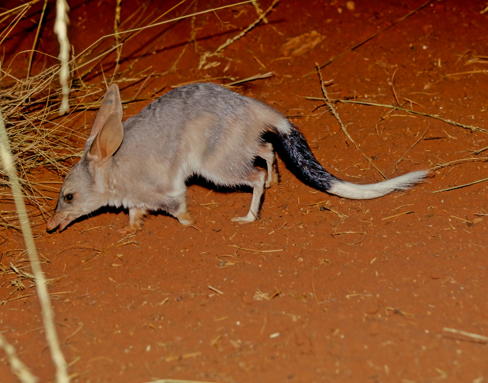 Greater-bilby-Macrotis-lagotis-2.webp Greater Bilby in the desert | Getty Images