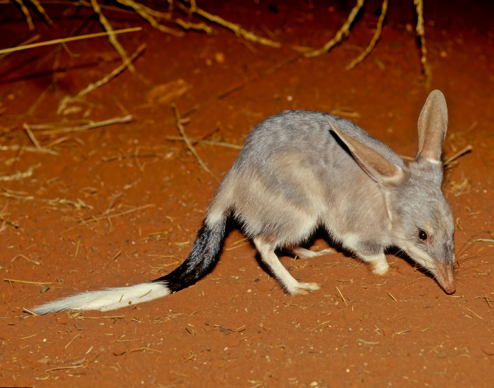 Greater-bilby-Macrotis-lagotis-3.webp Greater Bilby |in the desert
