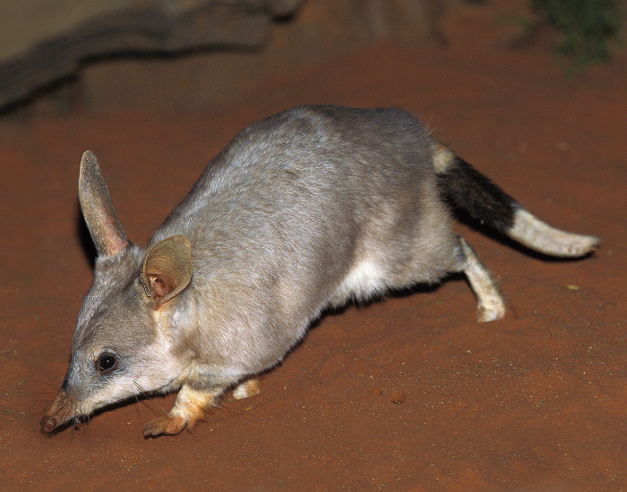 Greater-bilby-Macrotis-lagotis.webp Greater Bilby in the desert in the wild