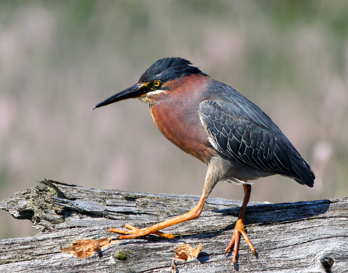 Green heron walking on a fallen log