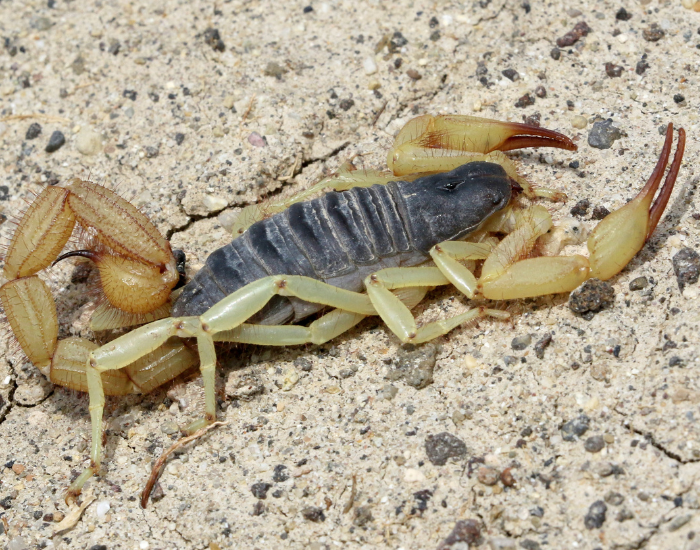 Hadrurus-spadix.webp Yellow Ground Scorpion on sand close up