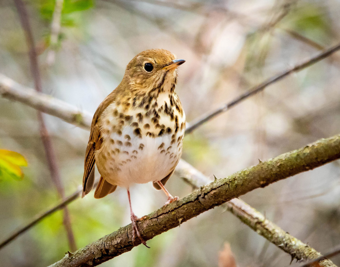 Hermit Thrush on. atree