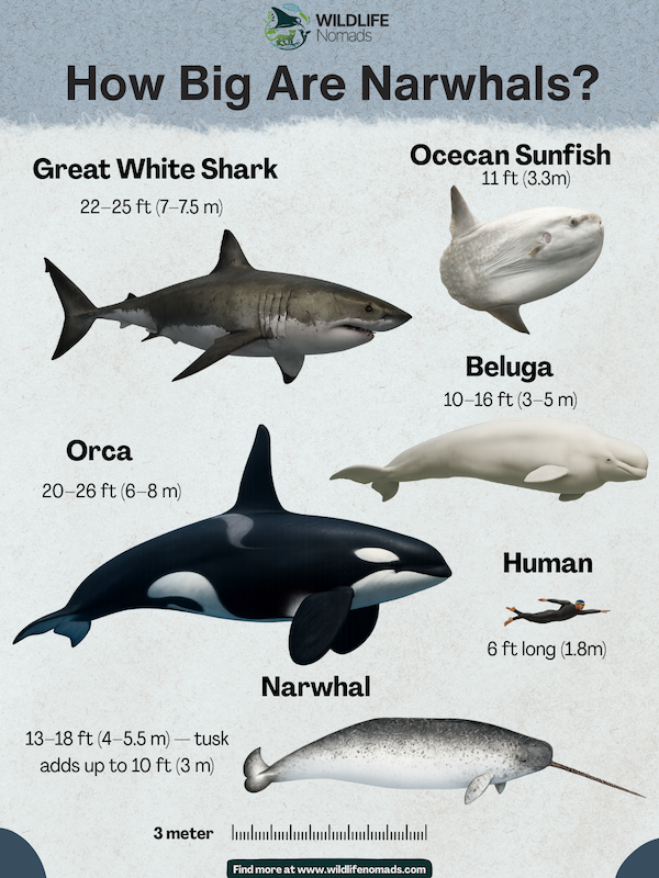 How-Big-Are-Narwhals-infographic.webp How Big Are Narwhals? infographic infographic