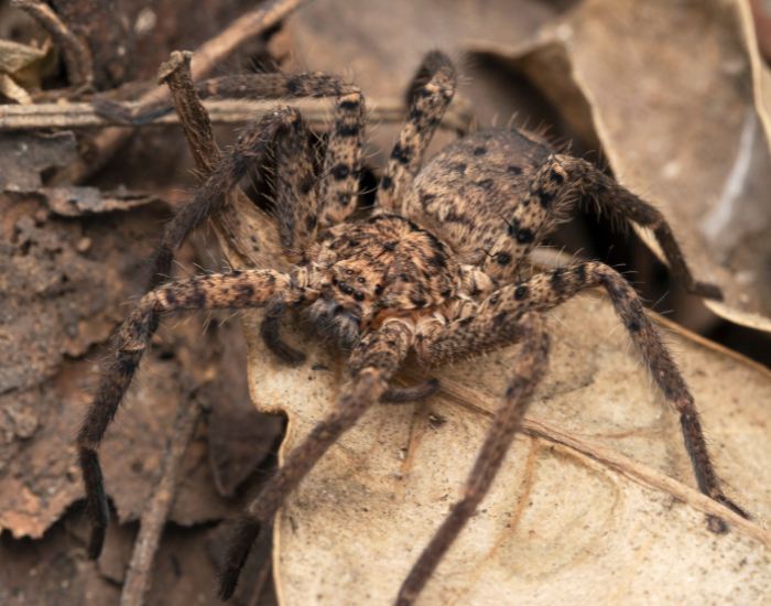 Huntsman-Spider-Heteropoda-venatoria.webp Huntsman Spider standing over dead litter