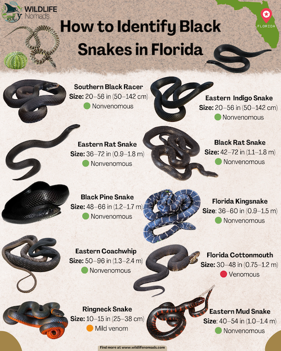 ID-Black-snakes-of-florida-infographic-1.webp Infographic showing different snakes of florida with average size and if they are venomous or not