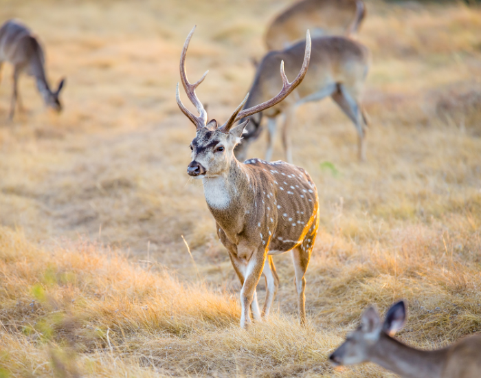 axis-deer-texas.webp a group of axis deers wild in Texas