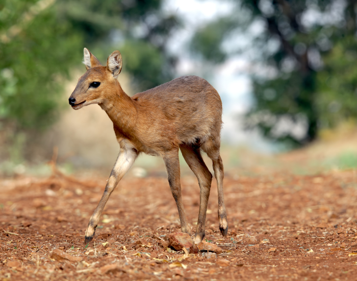 Indian-Muntjac.webp Indian Muntjac on a dirt road