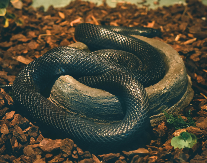 Lampropeltis-getula-nigrita-in-a-zoo.webp mexican black king snake coiled in captivity