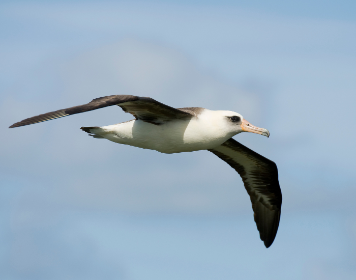 laysan albatross flying