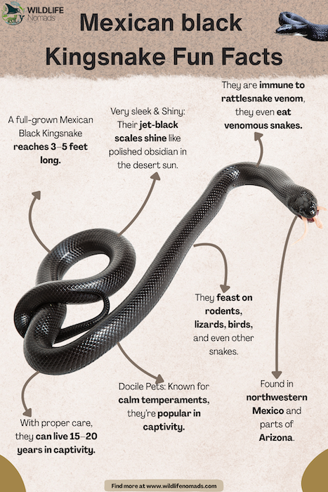 Mexican-black-Kingsnake-Facts-1.webp Facts about the mexican black king snake | Wildlife Nomads