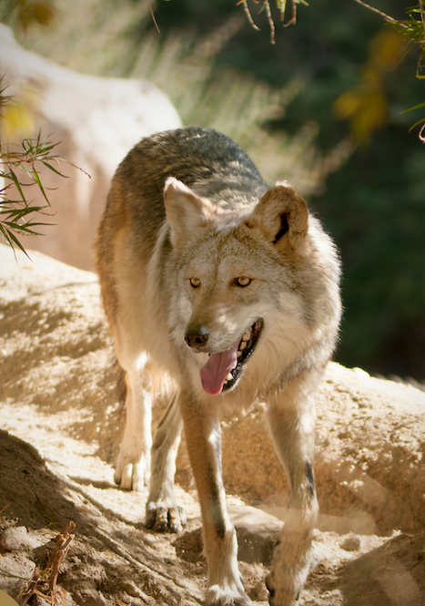 Mexican-gray-wolf-Canis-lupus-baileyi-1.webp mexican wolf with its mouth open and tongue outside