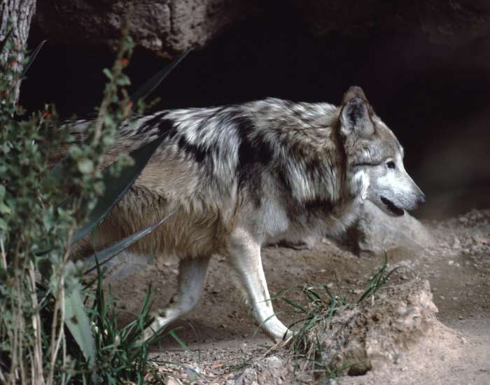 Mexican-gray-wolf-Canis-lupus-baileyi.webp Mexican wold walking