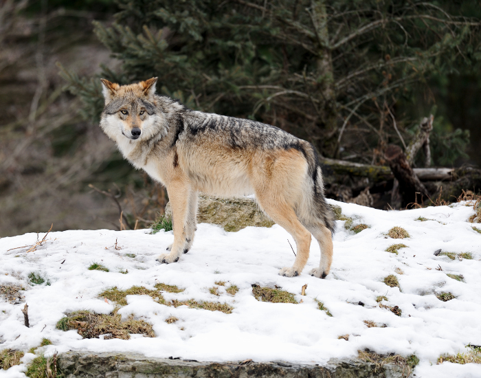 Mexican-gray-wolf-on-snow-mountain.webp mexican grey wolf in the wild standing over snow