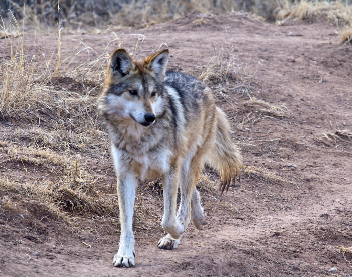 Mexican-gray-wolf-walking-wild.webp mexican wolf walking