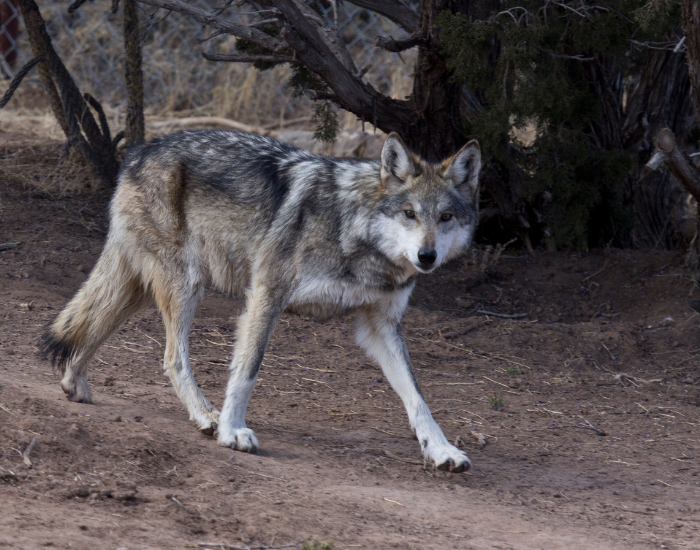 Mexican-gray-wolf-walking.webp mexican grey wold walking looking at the camera