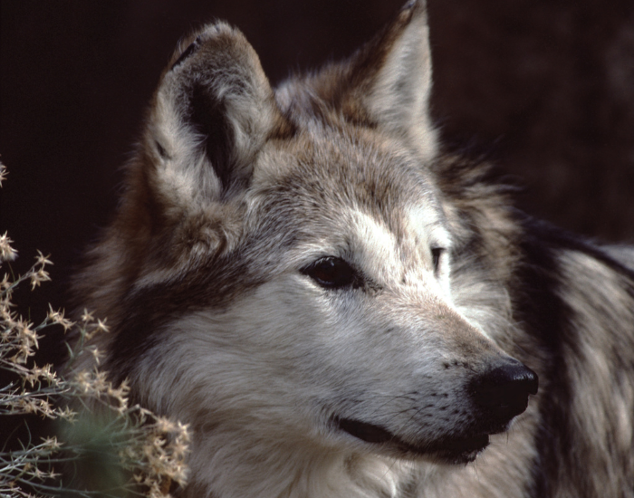Mexican-gray-wolf.webp Close up of a mexican wolf