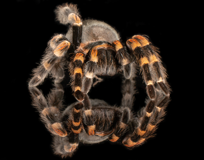 Mexican-redknee-tarantula-3.webp Mexican redknee tarantula with black background