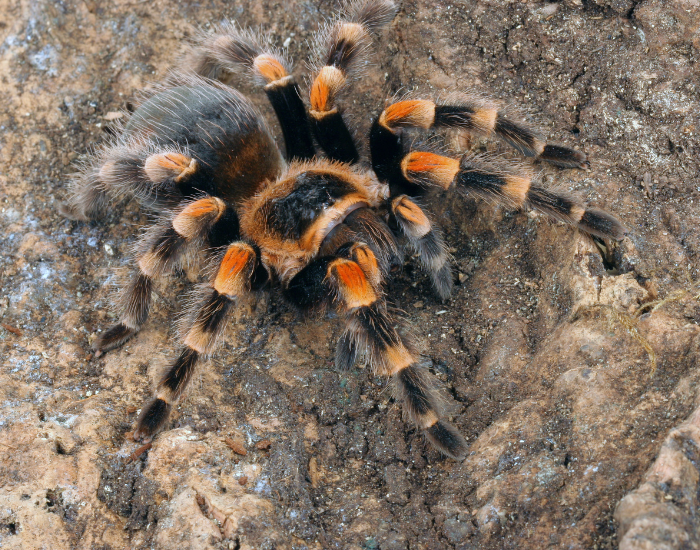 Mexican-redknee-tarantula-4.webp Mexican redknee tarantula in its hbaitat