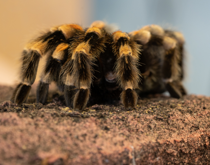 Mexican-redknee-tarantula-5.webp Mexican redkenee tarantula