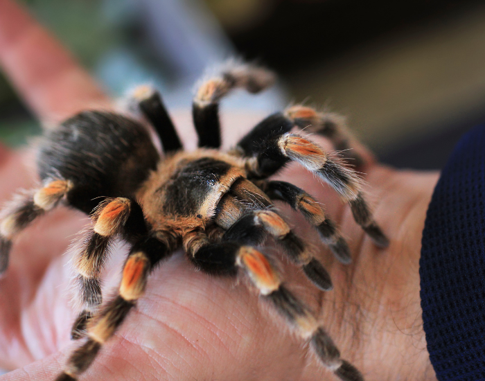 Mexican-redknee-tarantula-6.webp a hand holding a mexican red knee tarantula