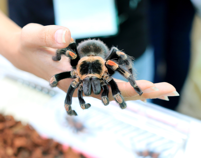 Mexican-redknee-tarantula-on-salt-flats-2.webp a hand holding a red knee tarantula