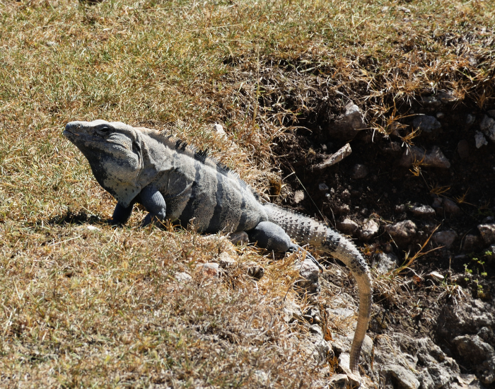 Mexican-spiny-tailed-iguana.webp Mexican Spiny Tailed Iguana on the ground