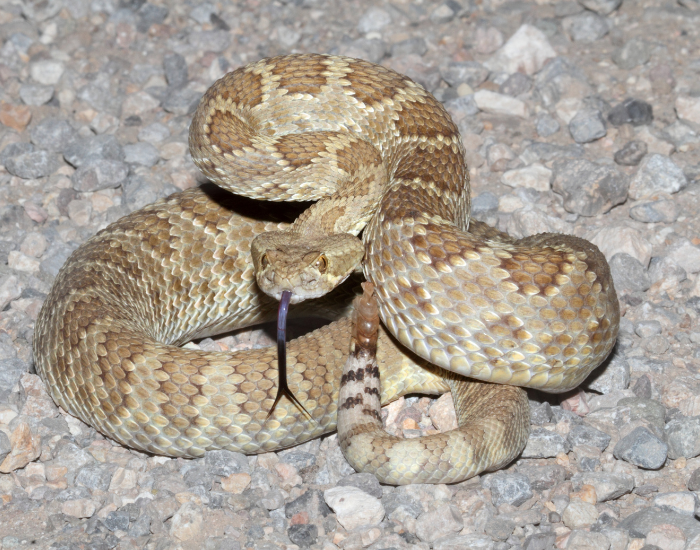 Mojave-Green-Snake-on-rock.webp rattle snake on attack position