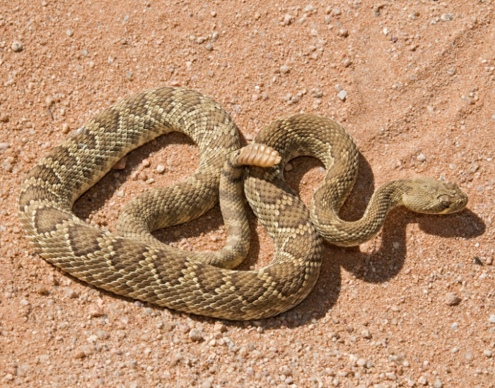 Mojave-Green-Snake-on-sand.webp green snake in its habitat in the desert