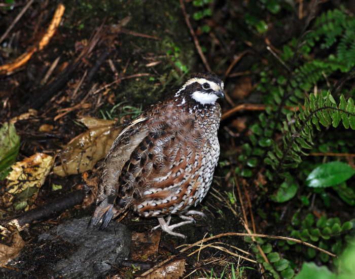Northern-Bobwhite-Quail-ground.webp male northern bobwhite on the ground in the ilwd