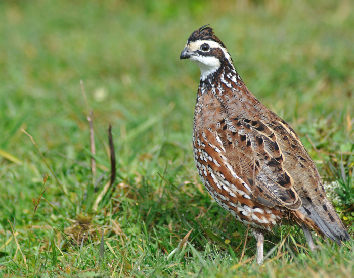 Northern-Bobwhite-Quail.webp Northern Bobwhite-Quail on a grassy ground