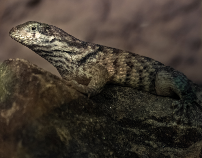 Northern-Curly-Tailed-Lizard-.webp clos eup of a Northern Curly-Tailed Lizard (