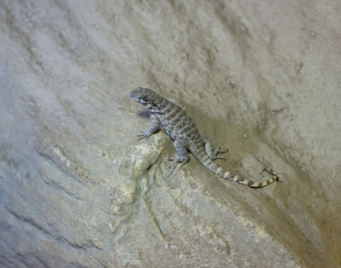 Northern-Curly-tailed-Lizard-Leiocephalus-carinatus-2.webp white and black Curly-tailed-Lizard