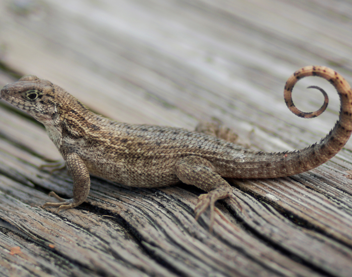 Northern-Curly-tailed-Lizard-Leiocephalus-carinatus-3.webp Northern Curly-tailed Lizard clos eup
