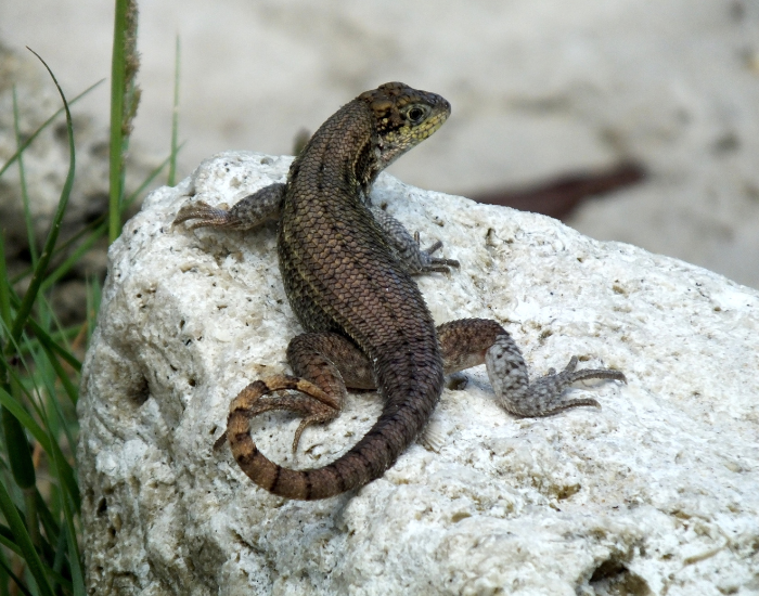 Northern-Curly-tailed-Lizard-Leiocephalus-carinatus.webp Curly-tailed Lizard on top of a rock