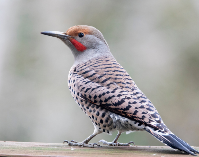 Northern Flicker close up