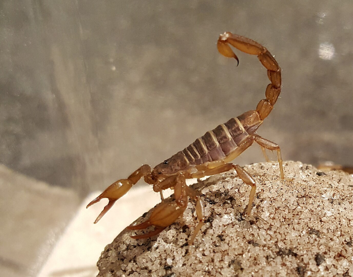 a northern scorpion in captivity