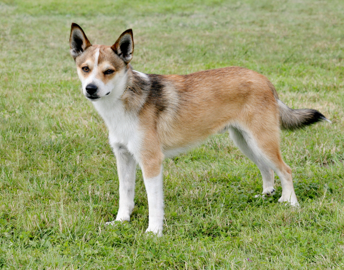 Norwegian Lundehund in grass