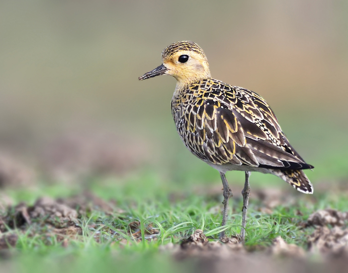 Pacific-golden-plover.webp Pacific Golden Plover standing over grass