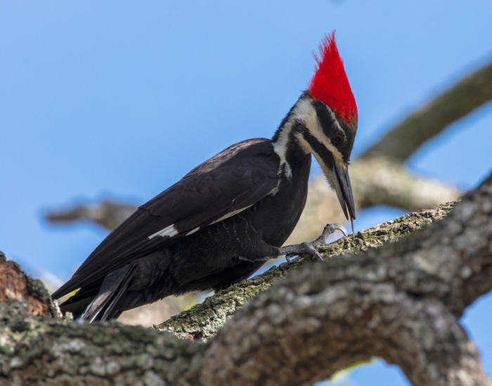 Pileated-Woodpecker.webp Pileated Woodpecker on a tree