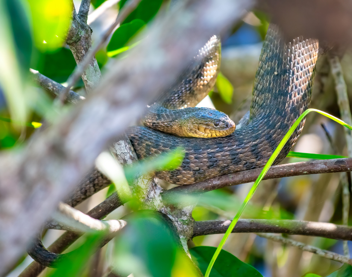 Pine snakes florida within vegetation